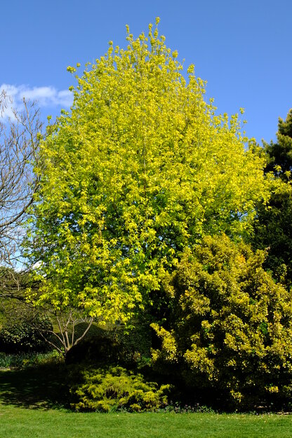 April tree photo