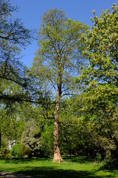 April tree photo