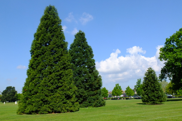 Sports field tree photo
