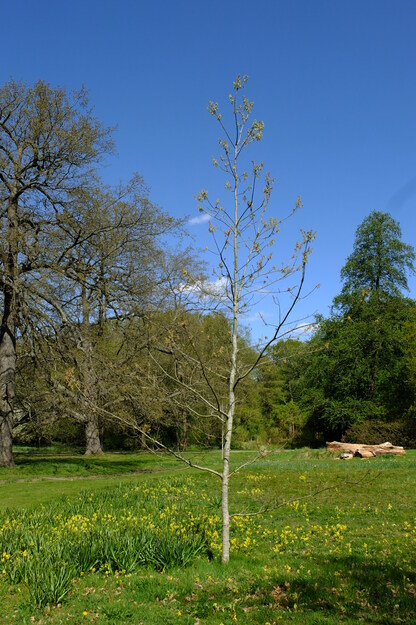April tree photo