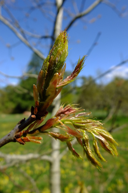 April close-up photo