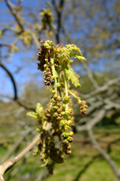 April close-up photo