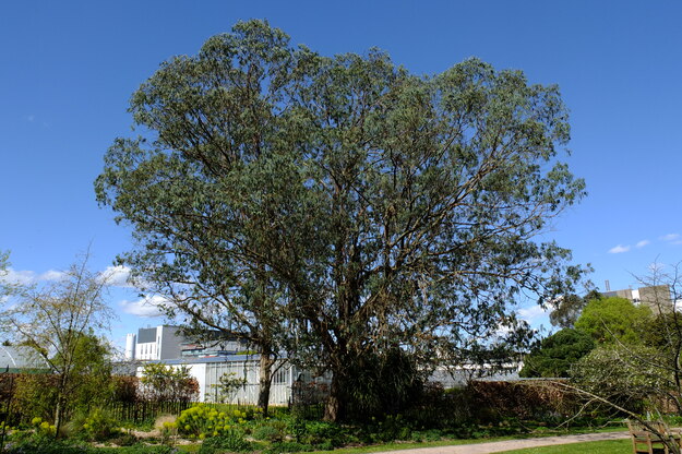 Photo of Eucalyptus perriniana