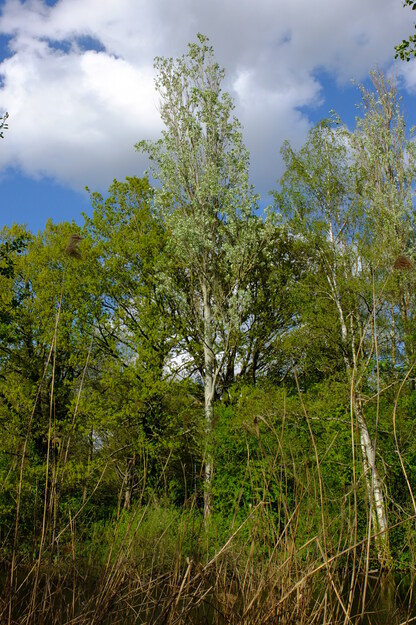 April tree photo