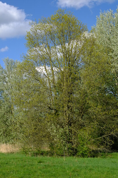 April tree photo