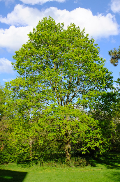 April tree photo