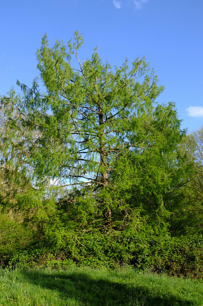 April tree photo