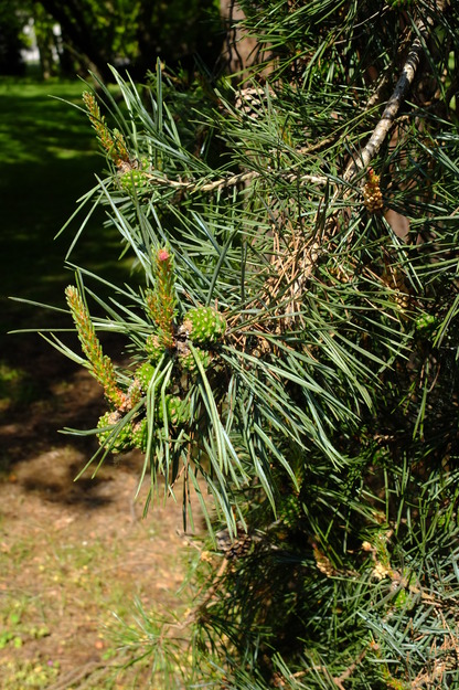 May close-up photo