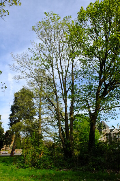 April tree photo