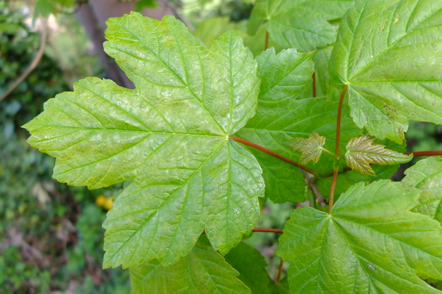 April close-up photo