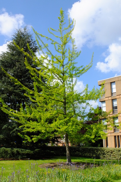 May tree photo