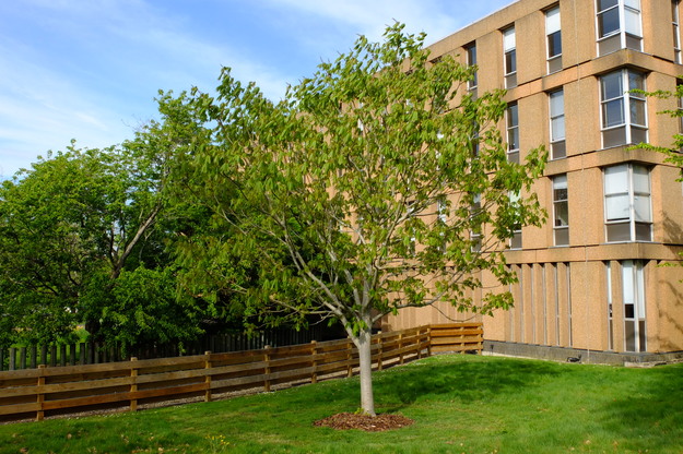 April tree photo
