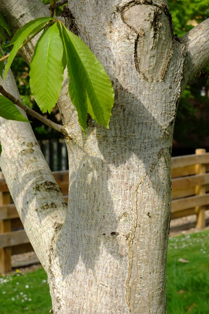 April close-up photo
