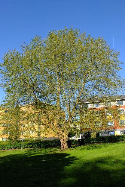 May tree photo