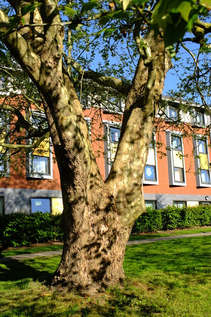 May close-up photo