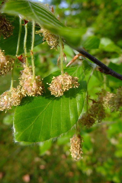 April close-up photo