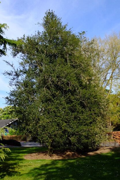 Library South tree photo