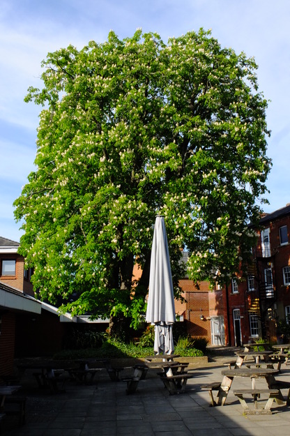 April tree photo