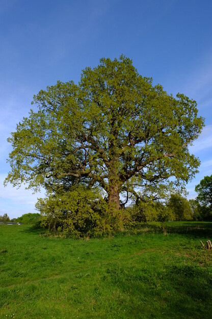 April tree photo