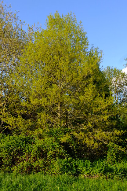 April tree photo