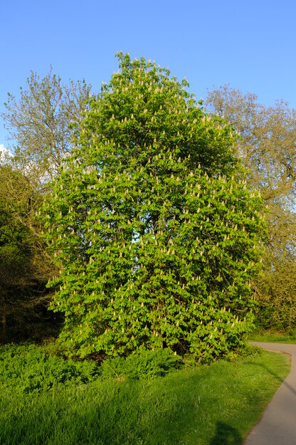 April tree photo