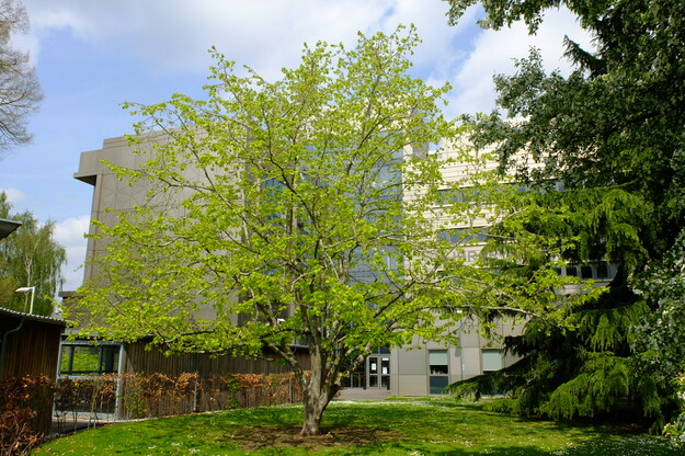 April tree photo
