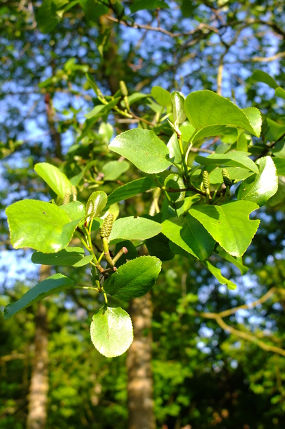 May close-up photo