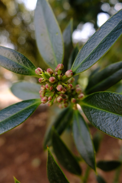 April close-up photo