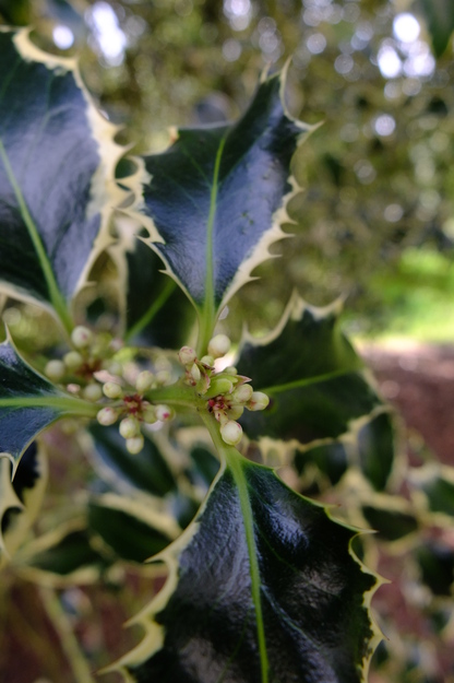 April close-up photo