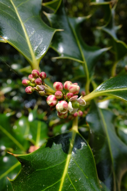 April close-up photo