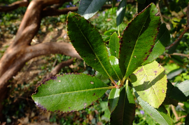 April close-up photo