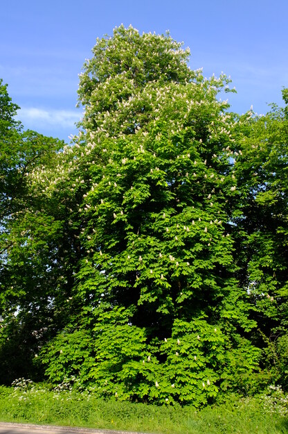April tree photo