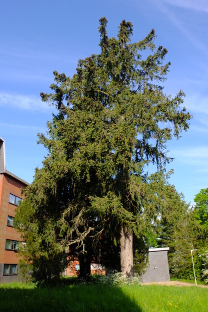 Mackinder Hall North tree photo