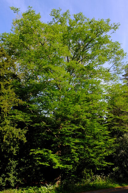 April tree photo