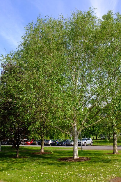 April tree photo