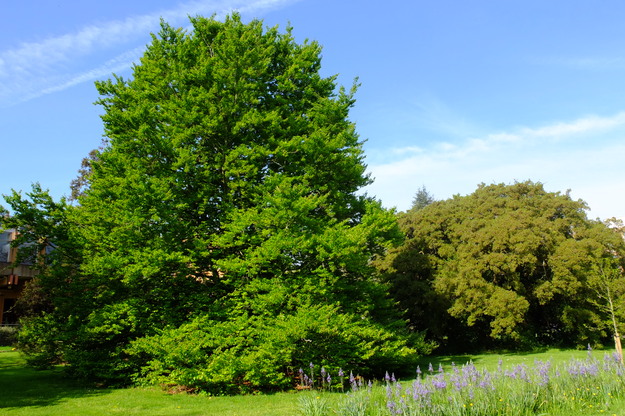 April tree photo