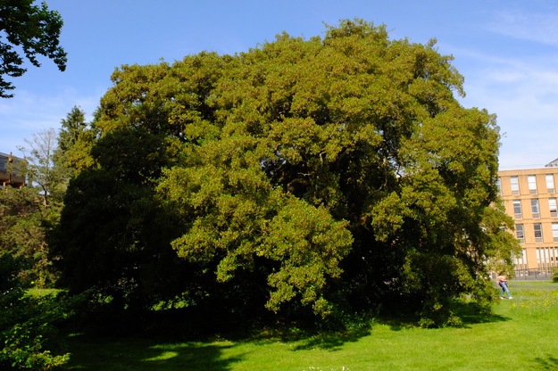April tree photo