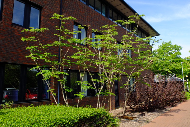 April tree photo