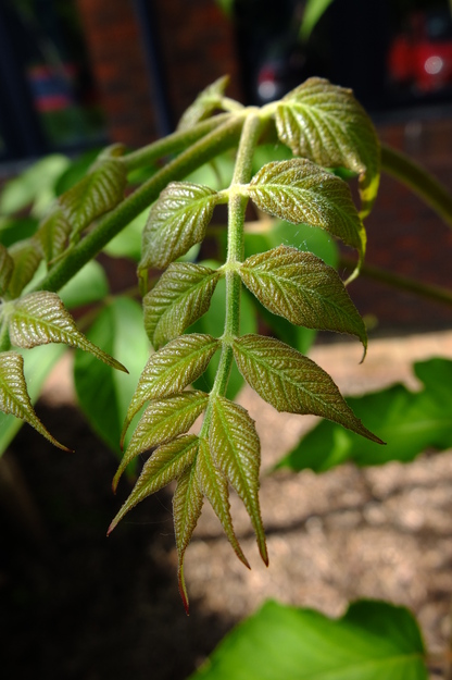 April close-up photo