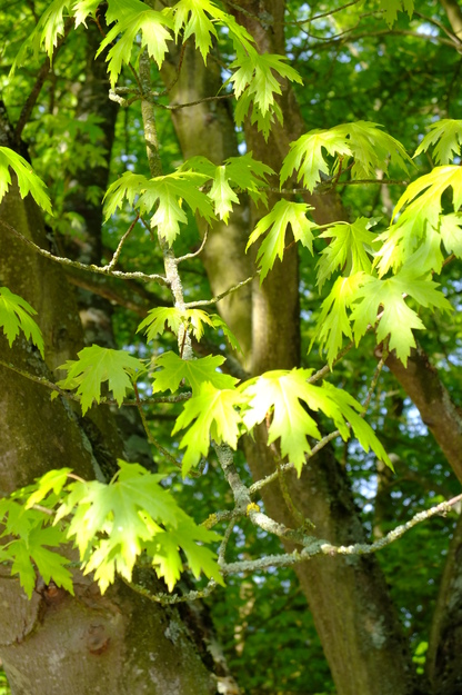 May close-up photo