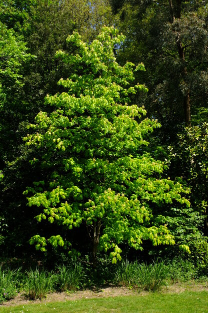 April tree photo