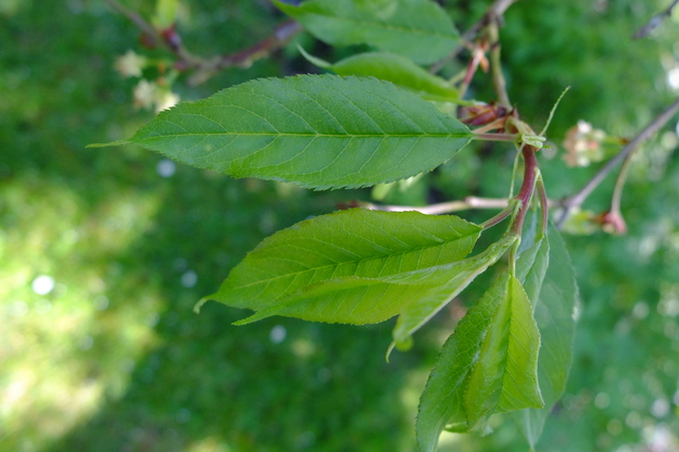 April close-up photo