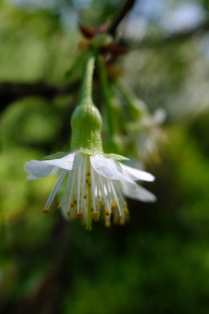 April close-up photo