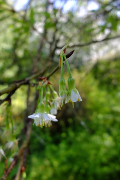April close-up photo