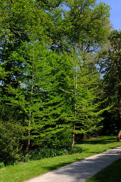 April tree photo