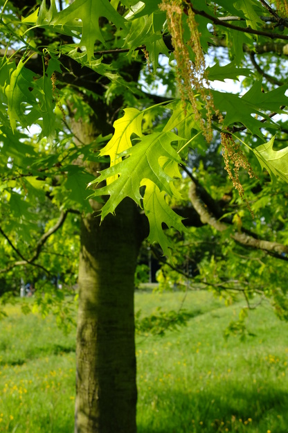 May close-up photo