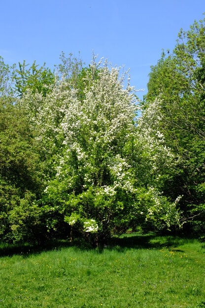 April tree photo