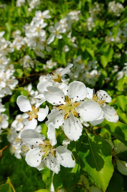 April close-up photo