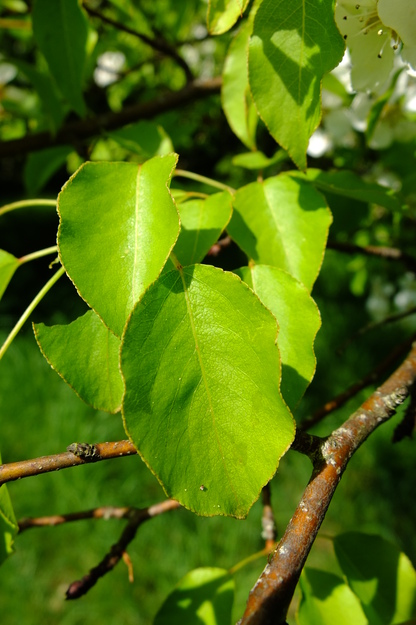 April close-up photo