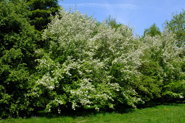 April tree photo